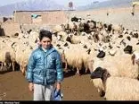 قیمت گوسفند زنده چند؟ / گرانی قیمت گوشت گوسفندی در راه است؟ 