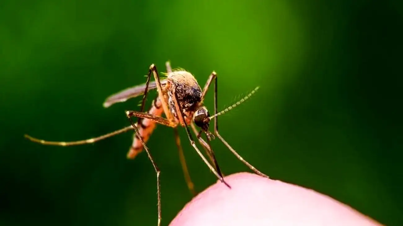 کشف یک پادتن جدید برای پیشگیری از مالاریا
