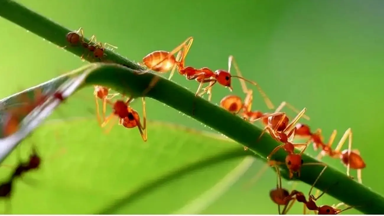 دانشمندان تعداد مورچه های جهان را تخمین زدند؛ ۲.۵ میلیون برابر انسان‌ها!