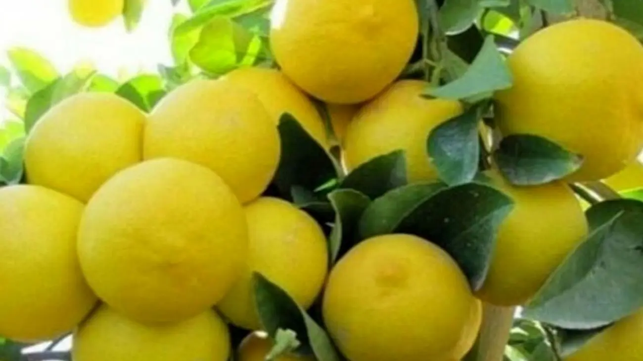گردشگری کشاورزی با برداشت لیموشیرین باغات خوزستان شروع شد