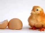 خلع سلاح گرانی مرغ و تخم مرغ
