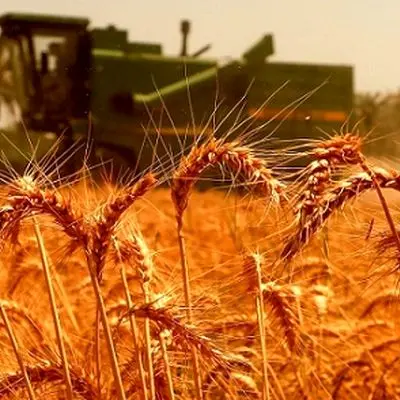 جدیدترین قیمت منطقی گندم مشخص شد