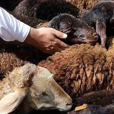 قیمت دام زنده امروز 22 خرداد ۱۴۰۴ / تهران گوی سبقت را از دیگر استان‌ها ربود + جدول