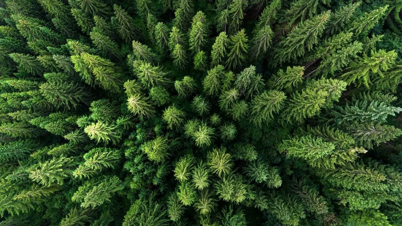 تولید چوب با چاپگر سه‌بعدی ؛ راهی برای نجات جنگل‌ها از نابودی