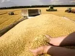 خرید 4 میلیون تن گندم از کشاورزان 21 استان/ میزان خرید گندم از مرز 4 میلیارد کیلوگرم گذشت