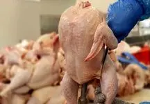 پشت پرده واردات مرغ از ترکیه / مرغ هم نایاب شد ؟!