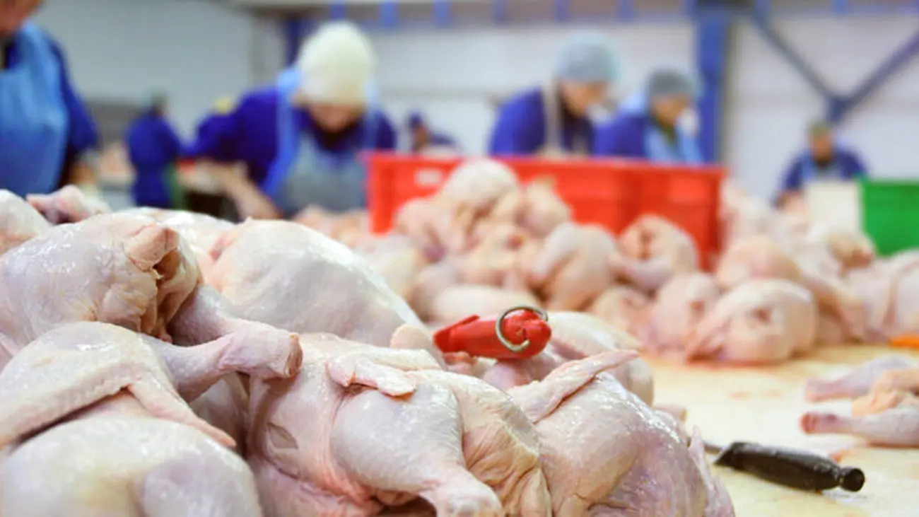 چرا قیمت گوشت قرمز بالا رفت و مرغ پایین آمد؟ /  جدیدترین قیمت گوشت گوسفندی و مرغ در بازار