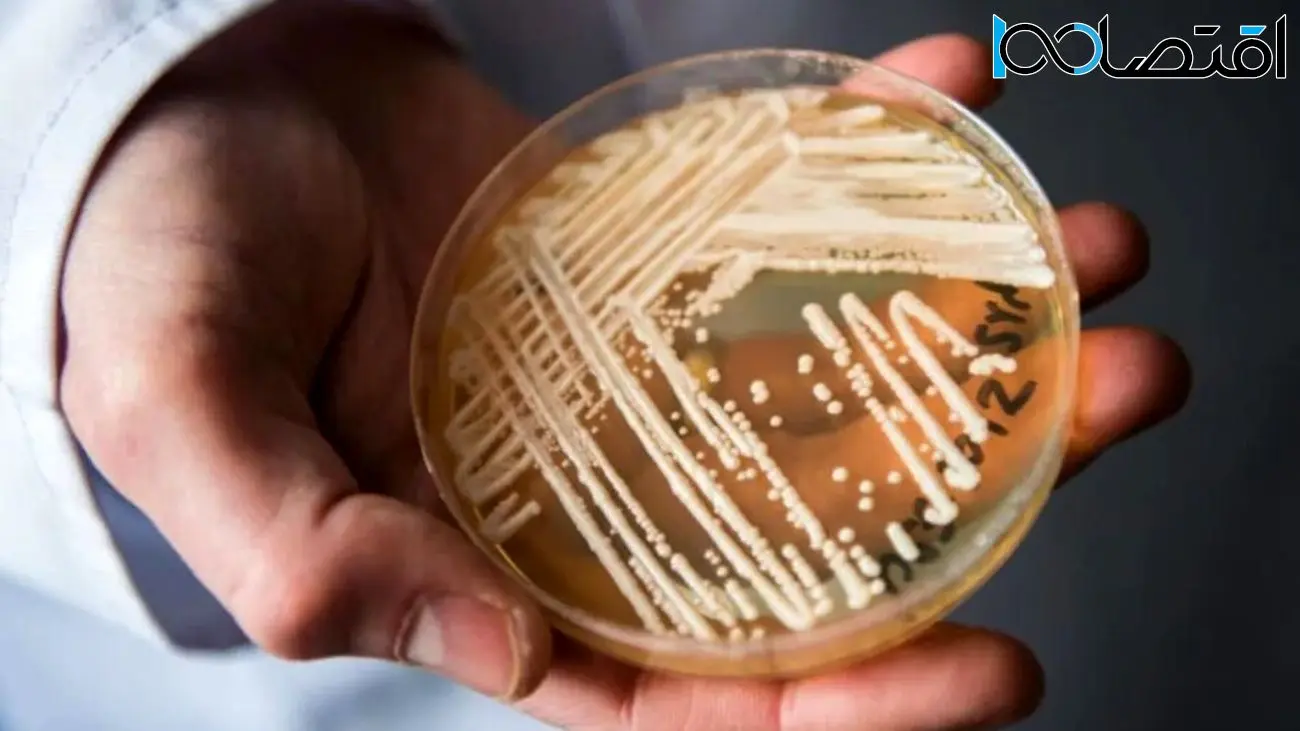 گسترش یک بیماری قارچی کشنده در آمریکا؛ محققان نگران مقاومت بیماری به داروها هستند