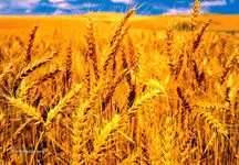 مزایده گندم روسیه در بورس کالای مصر