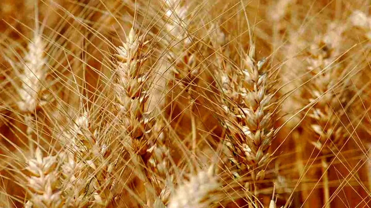 قیمت تضمینی گندم واقعی است؟
