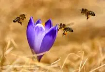 طول عمر زنبورها ۵۰ درصد کم شده است
