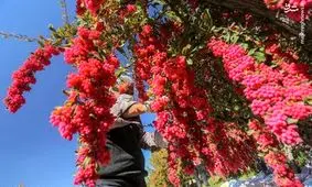  زرشک هم بورسی می شود؟