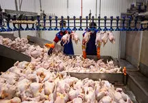 این مرد می خواهد جلوی کاهش قیمت مرغ را بگیرد!