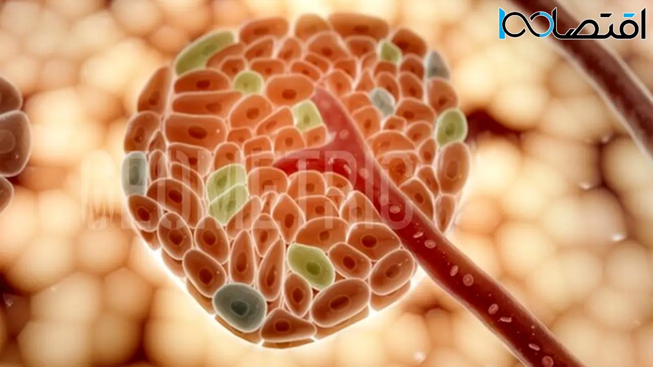 مقایسه اثر عوامل مختلف بر بازده جزایر لانگرهانس استخراجشده از لوزالمعده موش صحرایی