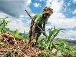 هشدار دانشمندان درباره خطرات تغییرات آب‌وهوایی برای تامین غذا