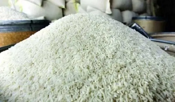برنج های ایرانی در آستانه معدوم سازی 