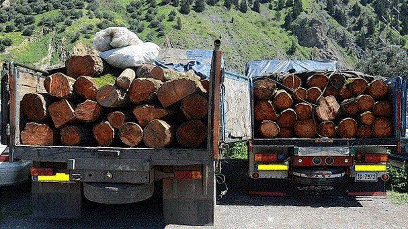 جریمه تشویق کننده برای قاچاقچیان چوب جنگل های شمال کشور! 