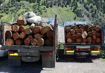 جریمه تشویق کننده برای قاچاقچیان چوب جنگل های شمال کشور! 