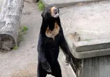 خرس انسان نما + فیلم شوکه کننده