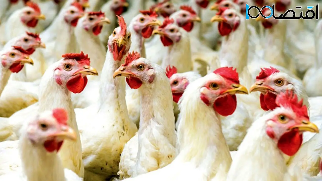 پیش‌بینی قیمت مرغ تا پایان سال
