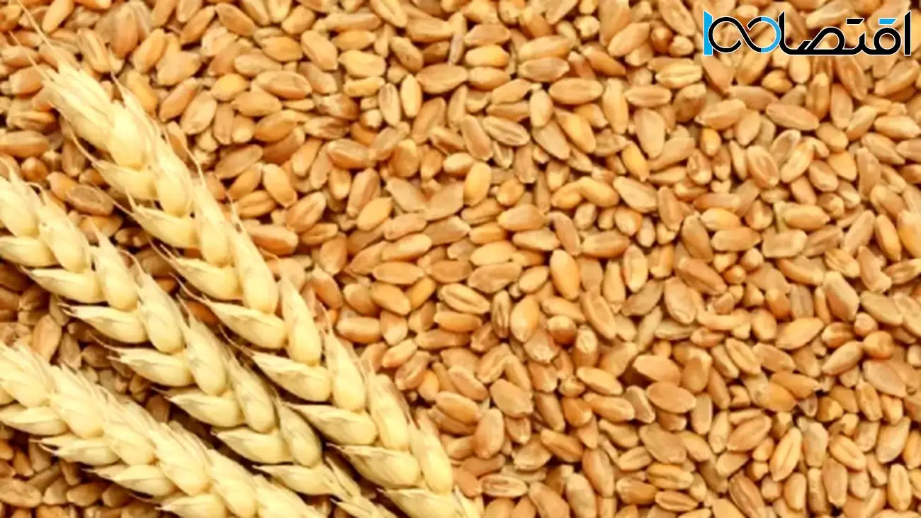 آخرین خبر از پرداخت بدهی گندمکاران و قیمت واقعی گندم