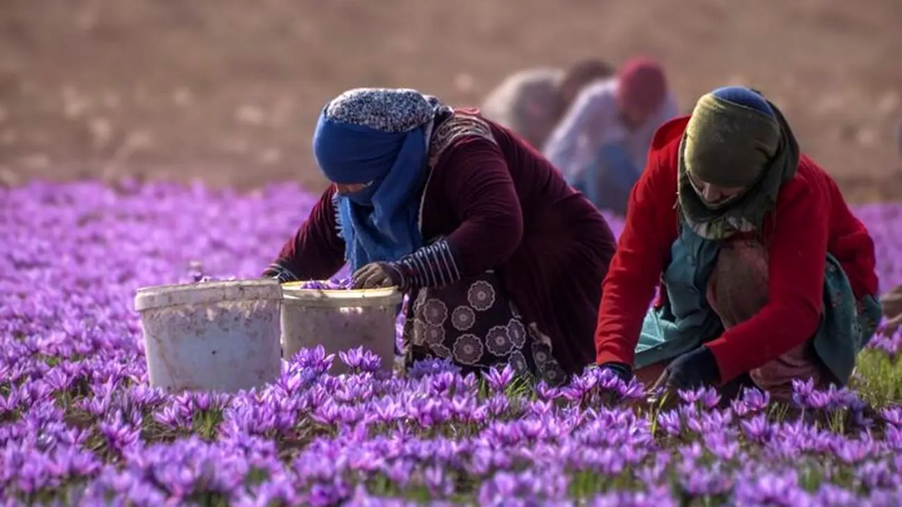 چرا طلای سرخ ایران قاچاق می‌شود؟