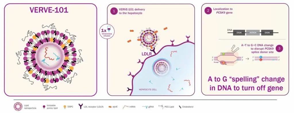 داروی اصلاح ژنتیکی کلسترول بد VERVE-101