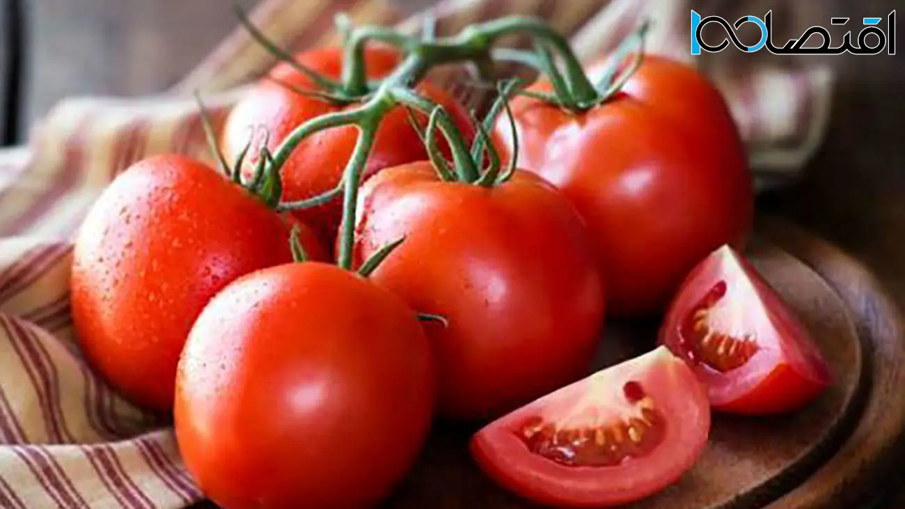 عجیب و سوال برانگیز | چرا عوارض صادرات گوجه فرنگی از 70 به نیم درصد رسید؟!