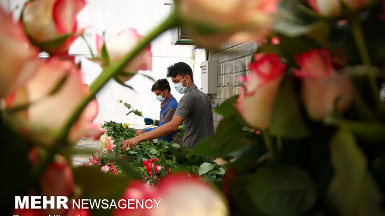 افزایش کیفی و کمی پرورش گل رُز با دستگاه نانو حباب ساز ایرانی