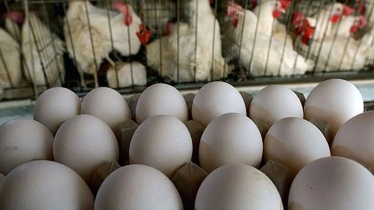 تخم مرغ کف بازار کم یاب و گران شد؛ وزارت جهاد کشاورزی تکذیب کرد