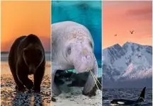 گوش سپردن به صدای طبیعت؛ سفر از دریاهای بیکران تا جنگل‌های بکر