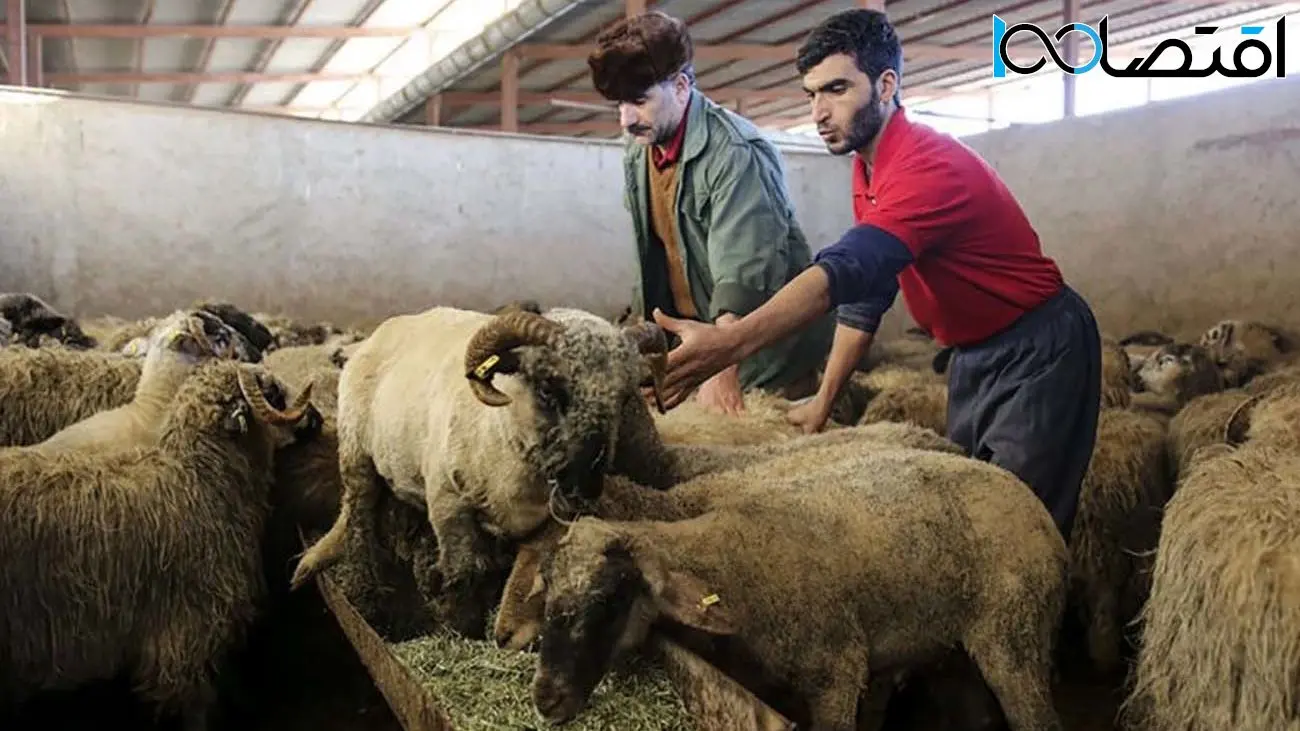 قیمت دام زنده امروز ۱۷ دی ۱۴۰۳/ گران‌ترین دام زنده در این استان ثبت شد