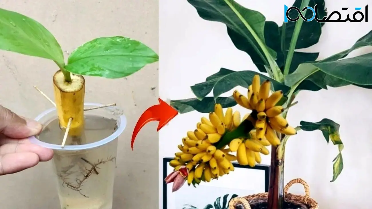نحوه کاشت درخت موز با کمک میوه و کوکاکولا سه سوته در خانه + فیلم