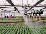 راه اندازی گلخانه های هوشمند مبتنی بر اینترنت اشیا در سراسر کشور