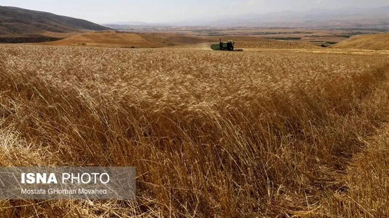 تولید گندم داخلی متوقف می شود؟