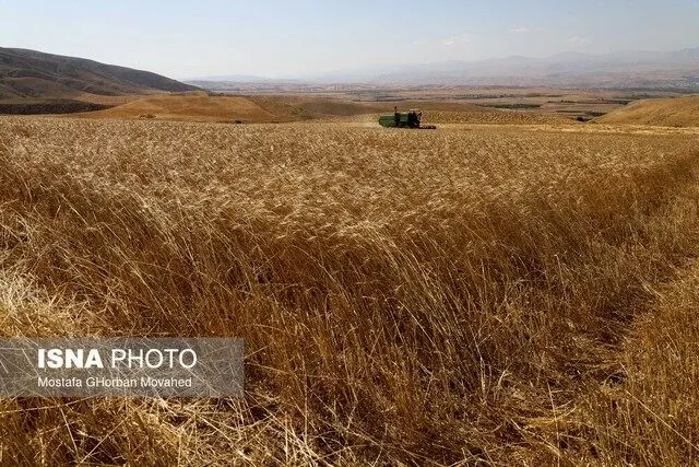 تولید گندم داخلی متوقف می شود؟