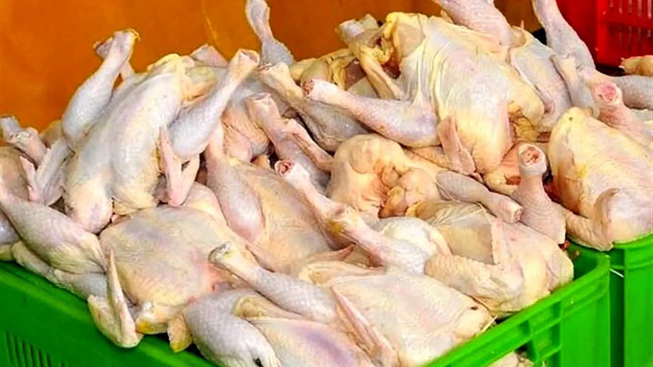 آزادسازی صادرات مرغ با عوارض صفر / بازار داخلی اشباع شده یا گرانی در راه است؟