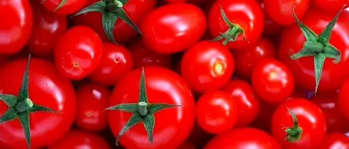 عرضه پرحجم گوجه فرنگی تا چند روز آینده /  قیمت گوجه فرنگی ارزان می شود؟