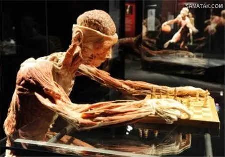 اجساد تاکسیدرمی شده انسان ها در موزه مرگ + تصاویر