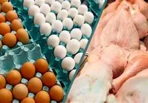 مصوبه تازه برای بازار مرغ / قوانینی که تنها تا درب مرغداری رعایت می شوند
