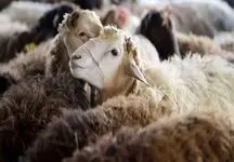جدیدترین قیمت دام زنده و گوسفند در تهران امروز 2 خرداد 1404 + جدول