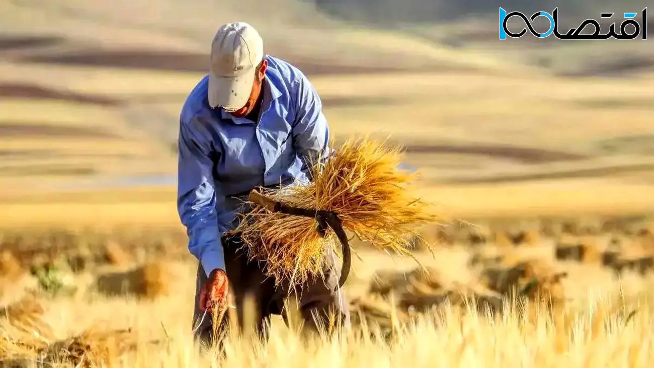 اخبار مطالبات گندمکاران و واریز مطالبات گندم کاران: آیا پرداخت میشود؟