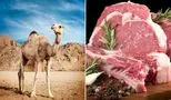 قیمت گوشت شتر از گوشت گوسفند پیشی گرفت!