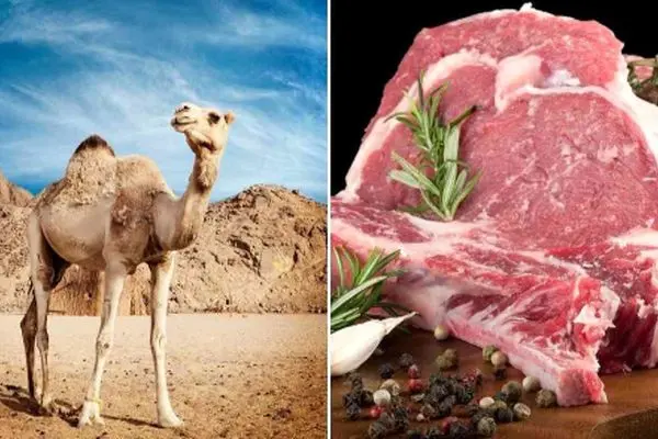 قیمت گوشت شتر از گوشت گوسفند پیشی گرفت!