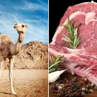 قیمت گوشت شتر از گوشت گوسفند پیشی گرفت!