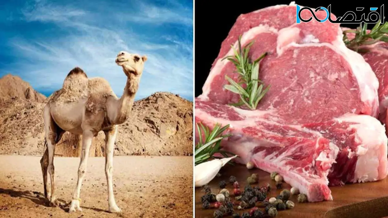 قیمت گوشت شتر از گوشت گوسفند پیشی گرفت!