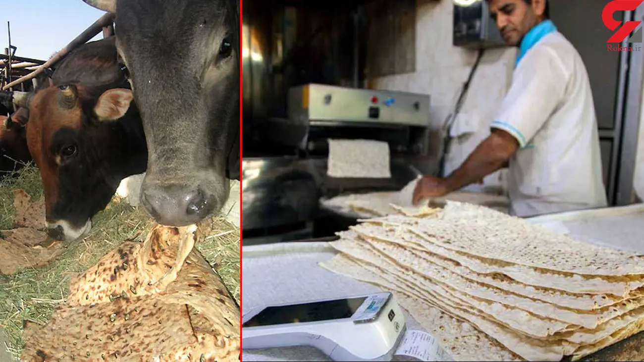 قیمت نان در ایران ارزان تر از علوفه است! / گاوها هم  نان تازه می خوردند!