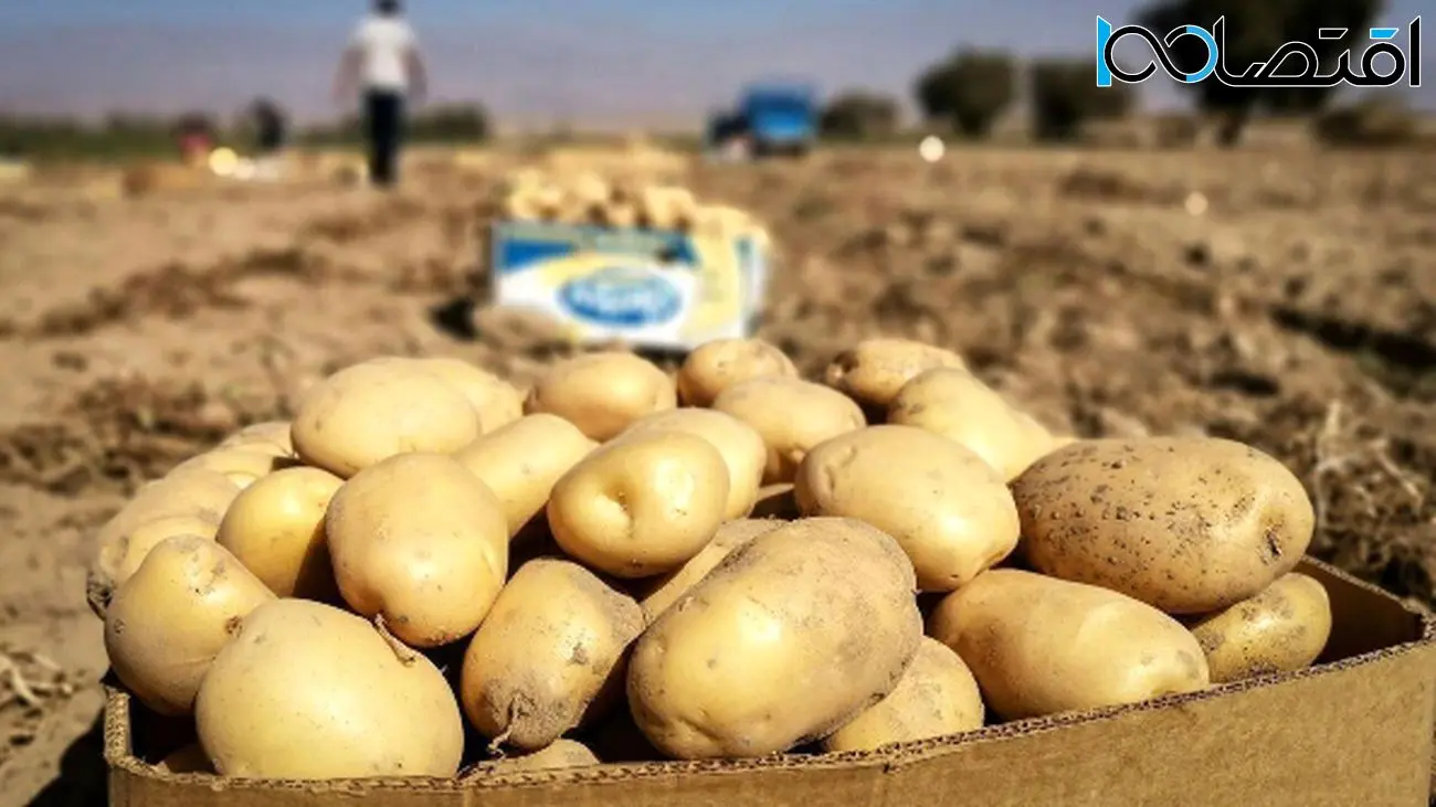 شوک به بازار مواد غذایی / سیب‌زمینی رکورد گرانی را زد!