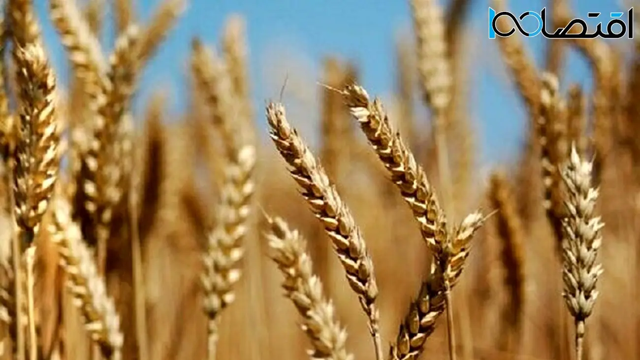 نرخ خرید گندم و حفظ تعادل در تولید سایر محصولات


