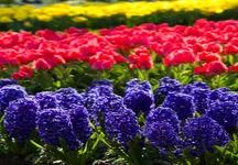 طراحی بصری: کاربرد رنگ در عکاسی
